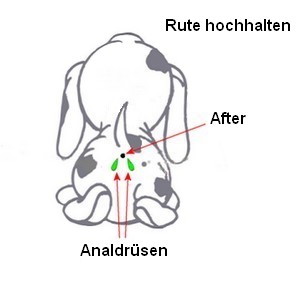 Analdruesen