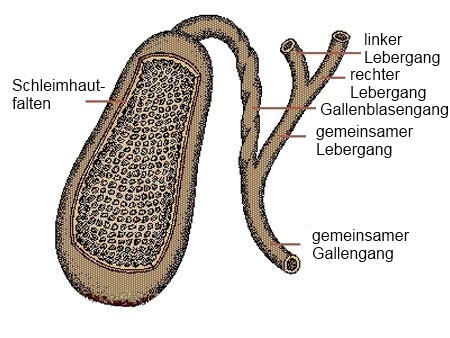 Die Gallenblase