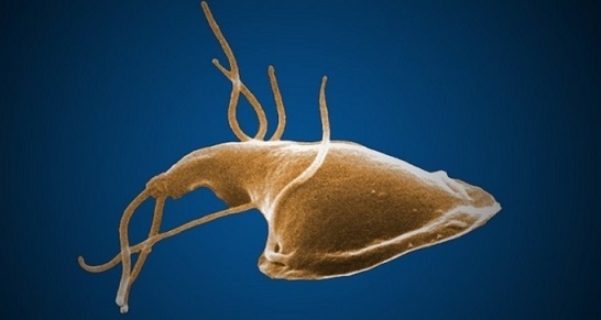 giardia katze