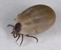 Ixodes Ricinus Zecke