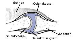 Knorpelbildung