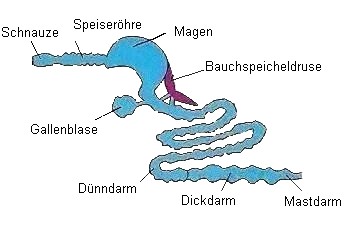 Der Magen-Darm-Trakt